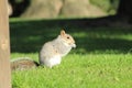 Squirrel close-up in the park