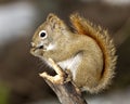 Squirrel Stock Photo and Image. Close-up profile side view in the forest standing on a branch tree with a blur background Royalty Free Stock Photo