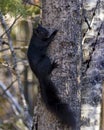 Squirrel Photo and Image. Close-up view in the forest climbing on a tree with a blur forest background displaying its black fur,