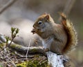 Squirrel Photo and Image. Sitting on a moss branch and eating a nut with a brown blur background in its environment and habitat Royalty Free Stock Photo