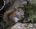 Squirrel Stock Photos. Squirrel close-up profile view in the forest sitting on a moss rock with blur background displaying its