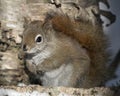 Squirrel Stock Photos. Close-up profile view in the forest sitting on a moss rock with blur background displaying its brown fur,