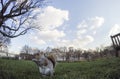 Squirrel close-up at Saint James Park on a sunny winter day - London, England Royalty Free Stock Photo