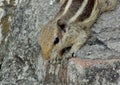 Squirrel Close Up Shot
