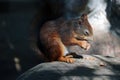 A squirrel with closed eyes sits on a stone and eats a nut Royalty Free Stock Photo