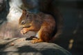 A squirrel with closed eyes sits on a stone and eats a nut. Royalty Free Stock Photo