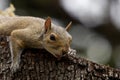 Squirrel closeup