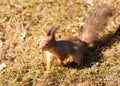 Squirrel closeup on grass background