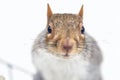 Squirrel closeup in the snow