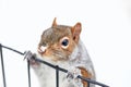 Squirrel closeup in the snow,