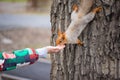 the squirrel comes down from the tree and eats from the hands