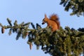 Squirrel with cones in its mouth on a conifer branch Royalty Free Stock Photo