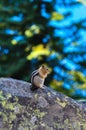 Squirrel at Crater Lake National Park, Oregon, USA Royalty Free Stock Photo