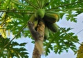 A squirrel crawling over some unripe green papayas on a tree