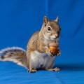 The squirrel and creates a striking contrast with its natural Royalty Free Stock Photo