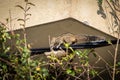 Squirrel on a black wire Royalty Free Stock Photo