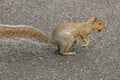 Squirrel Crossing Road with Nut