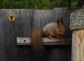 Squirrel cub sits on the fence in the garden