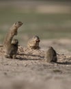 Some small squirrel by lunch time on sand Royalty Free Stock Photo