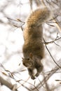 Squirrel Dangling From A Branch