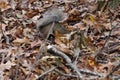 Squirrel digging for acorns Royalty Free Stock Photo