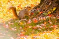 Squirrel digging around for food in a park Royalty Free Stock Photo