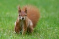 squirrel with dirty nose after burying nuts