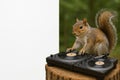 A squirrel DJ spins records on a record player. Space for text. Royalty Free Stock Photo
