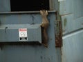 Squirrel Does His Pull-Ups.