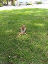 Squirrel doing yoga in the park Royalty Free Stock Photo
