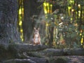 Squirrel. Dreamy picture. Royalty Free Stock Photo