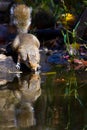 Squirrel drinking