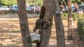 Squirrel drinks from a coconut in a tree Royalty Free Stock Photo