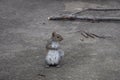 Squirrel in driveway