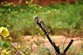 A Squirrel on the dry branch ready to target his prey Royalty Free Stock Photo