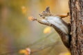 Squirrel eagerly reaching for what she want most Royalty Free Stock Photo