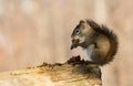 Squirrel in Early Morning Light Royalty Free Stock Photo