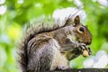 Squirrel eat a Nut