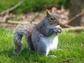 Squirrel Eating