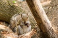 Squirrel eating