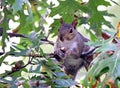 Squirrel eating an acorn