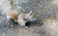 Squirrel eating an acorn in Boston Public Garden, USA Royalty Free Stock Photo