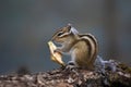 Squirrel is eating apple. Royalty Free Stock Photo