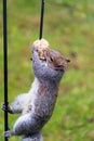 Squirrel Eating In Backyard