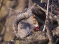 Squirrel eating berries Royalty Free Stock Photo