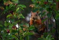 Squirrel eating berries on a tree in the garden Royalty Free Stock Photo