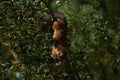 Squirrel eating berries on a tree in the garden Royalty Free Stock Photo