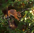 Squirrel eating berries on a tree Royalty Free Stock Photo