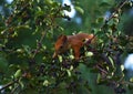 Squirrel eating berries on a tree Royalty Free Stock Photo