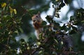 Squirrel eating berries on a tree Royalty Free Stock Photo